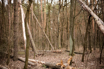 
Forest, nature, pine. Felled trees. Lots of trees.