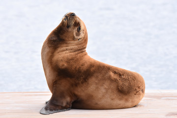 Sea lion at a pier in Stanley, East Falkland