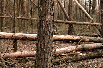 
Forest, nature, pine. Felled trees. Lots of trees.