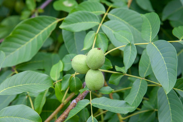 Walnut tree with fruit close up photo. Several walnuts on branch.