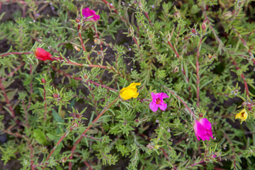 Purslane flower grow in a summer garden. Close up view of several flowers and foliage..