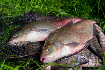 Two big freshwater common bream fish on natural background..