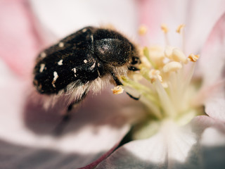 Bug in apple tree flower