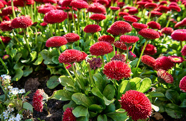 Group of pink daisies in spring with blurred background. (Bellis perennis)