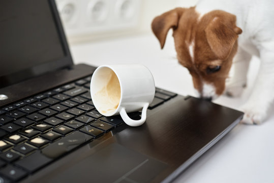 Dog spilled coffee on the computer laptop keyboard. Damage property from pet
