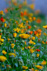 Real floral backround: calendula flowers and marigold om the flower bed, summer gardening