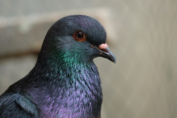 close up of black pigeon torso