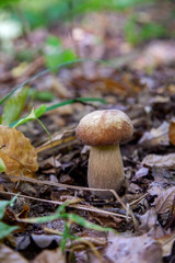Single Boletus mushroom in the wild. Porcini mushroom grows on the forest floor at autumn season..