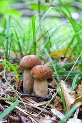 Mushroom family of boletus mushroom in the wild. Porcini mushroom grows on the forest floor at autumn season..