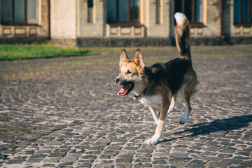Beautiful happy purebred dog mestizo little German shepherd runs along the old building, a mongrel dog plays, selective focus, grain, sunny summer day