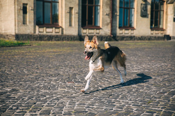 Beautiful happy purebred dog mestizo little German shepherd runs along the old building, a mongrel dog plays, selective focus, grain, sunny summer day