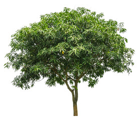 Mango tree (Mangifera Indica) isolated on white background with clipping path