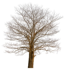 Dry tree, dead tree of Pink Trumpet shrub, Pink Trumpet Tree, Pink Tecoma (Tabebuia rosea) isolated on white background with clipping path