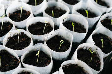 young Plant seedlings growing on fertile soil with fertilizer, baby plant Seedlings sprout. Tomato...