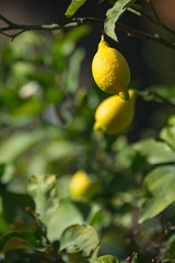 Lemon fruits hanging from tree under the Summer sun