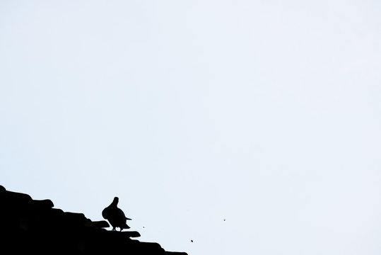 minimalist image of pigeon in black and white color