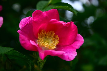 Obraz na płótnie Canvas closeup of pink and red wild Irish rose, dark green foliage all around