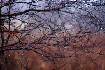 raindrops on branches in forest, moody colourful background in blue and red, selective focus