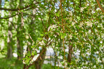 Fototapeta na wymiar Apple trees during blossom in park in spring day
