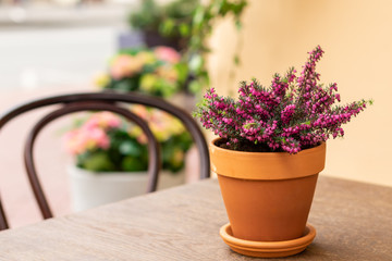 Outdoor cafes. Clay pot with a flower on the table in the cafe.