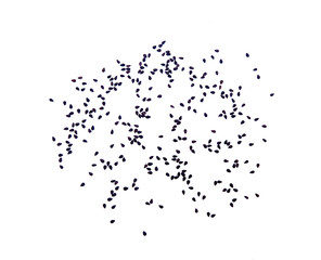 black sesame seeds isolated on a white background