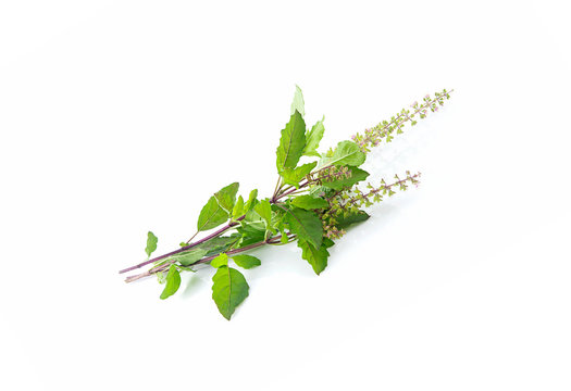 Fresh Holy Basil Isolated On White Background