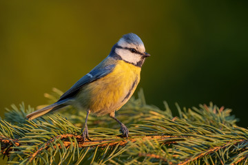 Blue Tit - Parus caeruleus, beautiful colored perching bird from European forests and gardens, Czech Republic.