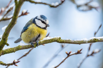 Blue Tit - Parus caeruleus, beautiful colored perching bird from European forests and gardens, Czech Republic.