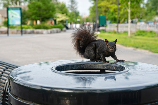 black squirrel on a trash can in Niagara Falls State Park