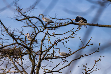 gray herons on the branches make their nests
