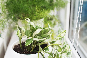 Exotic tropical Monstera palm leaves, copy space. Green leaves of monstera palm or split-leaf philodendron. Monstera deliciosa foliage plant. Exotic plant. Floral Pattern. Monstera leaves at home