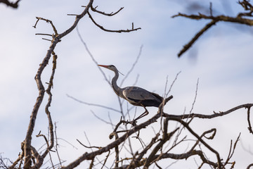 gray herons on the branches make their nests