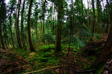 Fototapeta premium wald