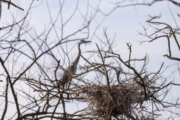 gray herons on the branches make their nests