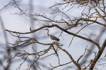 gray herons on the branches make their nests