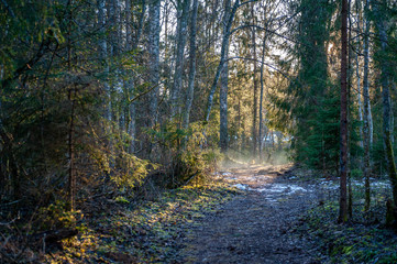 Obraz premium Walkway in a beautiful forest in the morning. Walk through the spring forest.