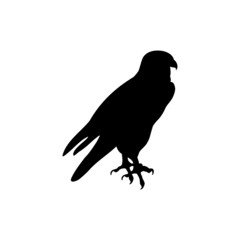 Falcon bird icon on white background