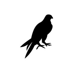 Falcon bird icon on white background