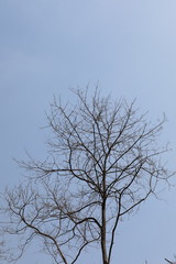 Fototapeta na wymiar 하늘과 나무가 보이는 풍경