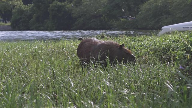 Capybara rodent grazing at the edge of the city lake in Rio de Janeiro with coots in the high green water vegetation behind and urban traffic passing by in the background