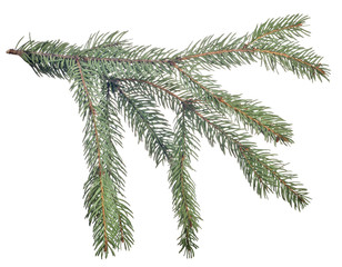 fir dark green small branch isolated on white