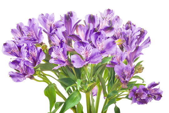 bunch of lilac freesia flowers on white