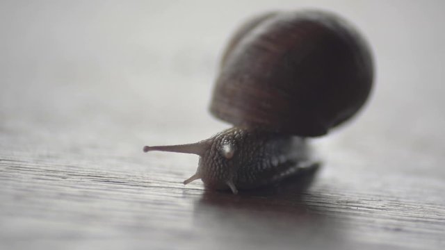 A snail carrying its shell and moving slowly on a wooden table