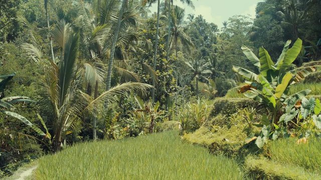 Typical tropical jungle landscape view. Palm trees, plants, green grass, rainforest in a Sumer sunny day. Into the wild nature