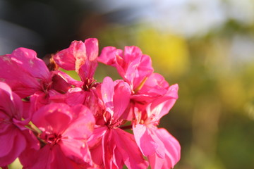Fototapeta premium pink blossom