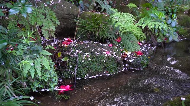 Small River With Clear Shallow Waters Flowing By The Rocks With Fallen Sakura Petals In Japan - Push-Out shot
