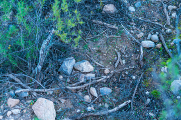 texture of stone and branches of a bush

