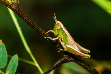 green grasshopper on a leaf