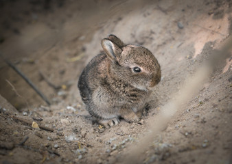 Babykaninchen im Bau