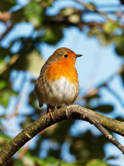 Robin Sat on a Branch